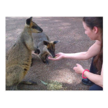 Wallabies at a Park Postcard