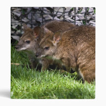 Wallabies Binder