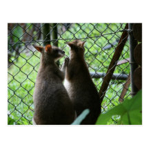Wallabies Post Card
