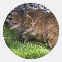 Wallabies Stickers