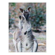 Wallaby_by_Erin_Singh Postcards