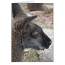 Wallaby Greeting Card