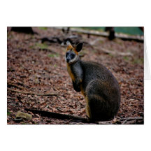 Wallaby marsupial Australian animal bush animal Card
