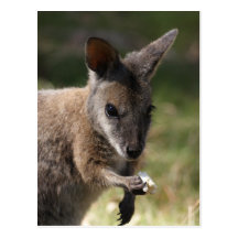 Wallaby Post Cards