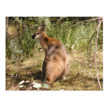 Wallaby Postcard