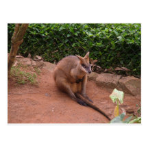Wallaby Postcard