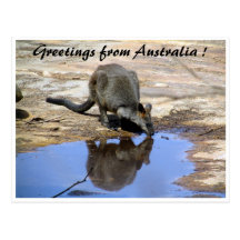 wallaby reflection greetings postcard