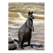 wallaby rocks postcard