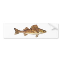 Walleye Art Bumper Stickers