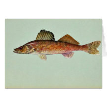 Walleye Cards