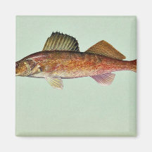 Walleye Fridge Magnets