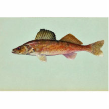 Walleye Photo Cutouts