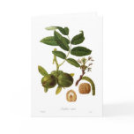 Walnut (Juglans regia) Cards