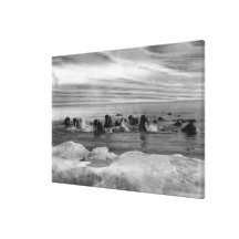 Walrus among the Ice Floes in Bering Sea Gallery Wrap Canvas