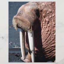 Walrus Custom Flyer