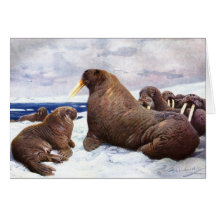 Walrus - F.W. Kuhnert Greeting Cards