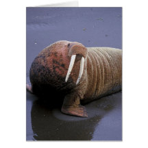 Walrus Greeting Card