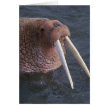 Walrus Greeting Cards