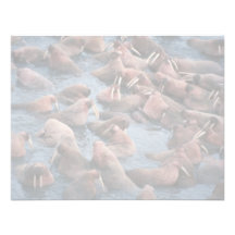 Walrus Herd Announcements