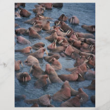 Walrus Herd Flyer
