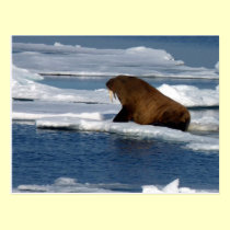 Walrus in the Arctic Ocean postcards