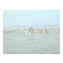 Walrus Invites