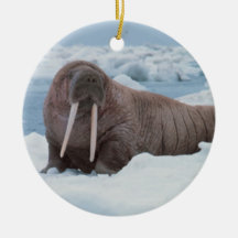 Walrus laying around ornament