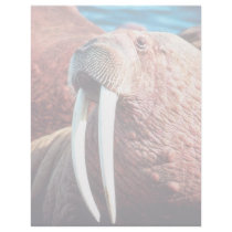 Walrus Personalized Letterhead