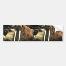 Walrus Male Bumper Stickers