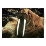 Walrus Male Card