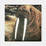 Walrus Male Magnet