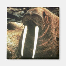 Walrus Male Magnet