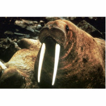 Walrus Male Photo Sculptures