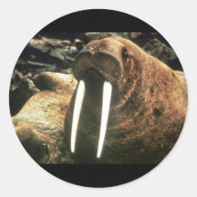 Walrus Male Round Sticker