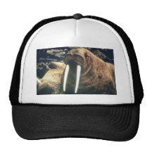 Walrus Mesh Hats