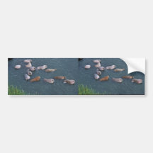 Walrus on Togiak National Wildlife Bumper Stickers