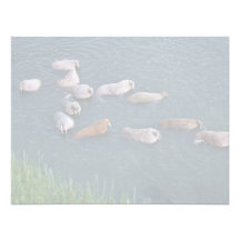 Walrus on Togiak National Wildlife Custom Invite