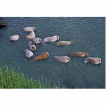 Walrus on Togiak National Wildlife Cut Out