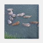 Walrus on Togiak National Wildlife Fridge Magnets