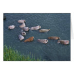 Walrus on Togiak National Wildlife Greeting Card