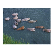 Walrus on Togiak National Wildlife Post Card
