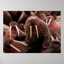 Walrus Posters