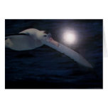 Wandering Albatross card
