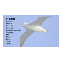 Wandering Albatross In Flight Business Card Template