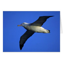 Wandering Albatross In Flight Greeting Cards