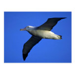 Wandering Albatross In Flight Post Card