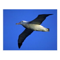 Wandering Albatross In Flight postcards