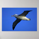 Wandering Albatross In Flight Poster