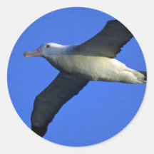 Wandering Albatross In Flight Round Stickers