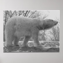 Wandering Polar Bear Poster
